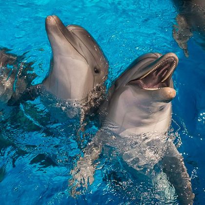 Дельфинарий и океанариум